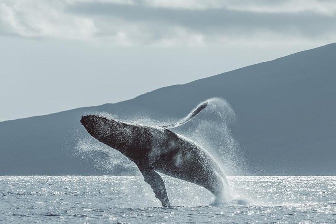 Whale Watching Cruise With Open Bar From Kaanapali Beach - Logistics and Requirements