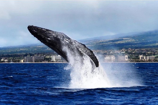 Whale Watching Cruise With Open Bar From Kaanapali Beach - Cancellation Policy