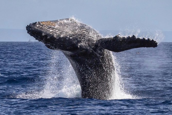 Whale Watching Cruise With Open Bar From Kaanapali Beach - Negative Customer Reviews