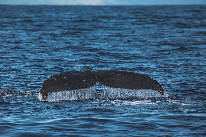 Whale Watching Cruise With Open Bar From Kaanapali Beach - Common Questions