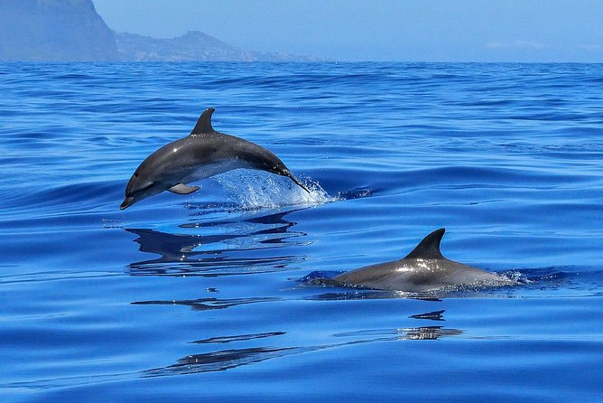 Whale Watching - Cancellation Policy