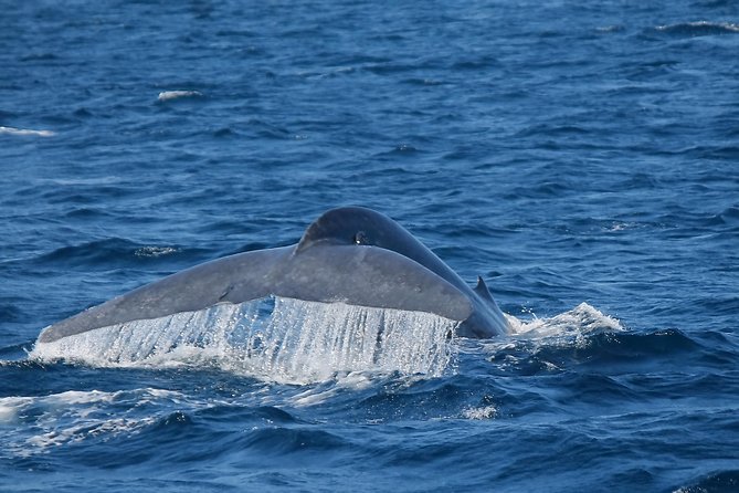 Whale Watching Day Trip to Mirissa From Colombo Or Negombo - Cancellation Policy