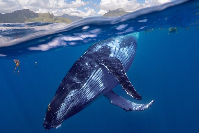Whale watching DE Tahiti Peninsula - Practical Details