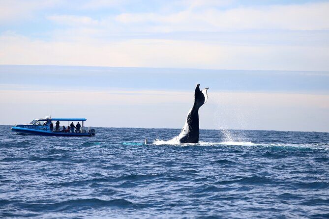 Whale Watching Discovery Tour from Lake Macquarie - What Makes This Tour Value-Driven