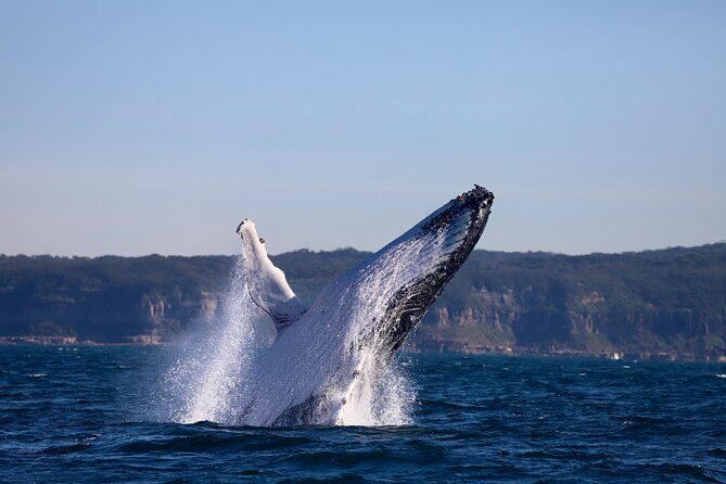 Whale Watching Discovery Tour from Lake Macquarie - FAQs