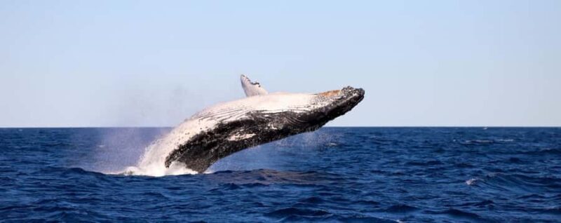 Whale Watching Discovery Tour from Lake Macquarie - Good To Know