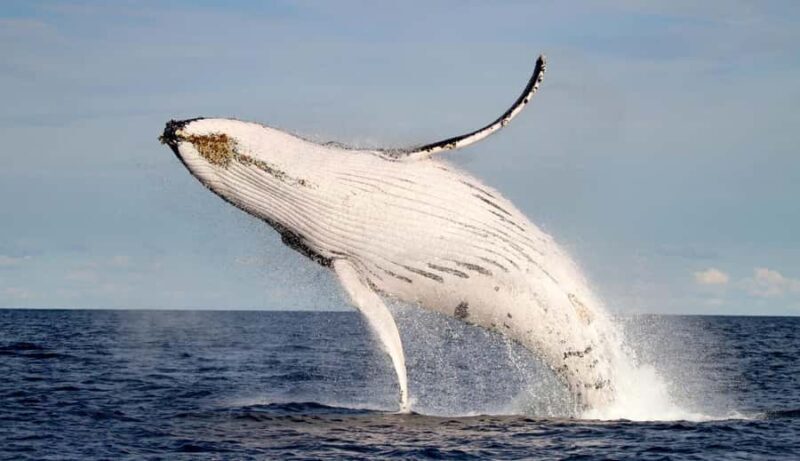 Whale Watching Discovery Tour from Lake Macquarie - An In-Depth Review of the Whale Discovery Tour