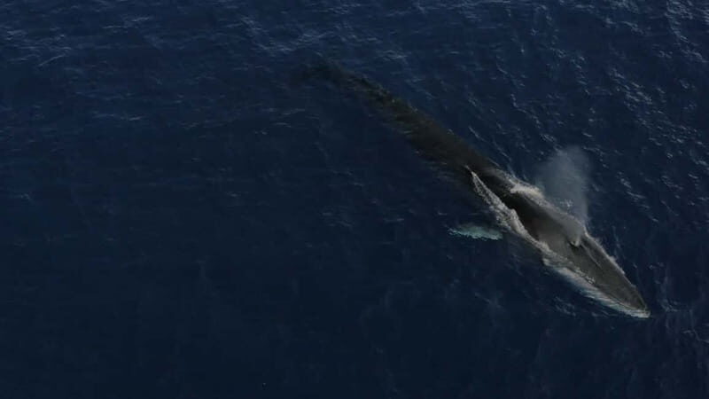 Whale watching, dolphins, and whales departing from Bandol (6:00 a.m. at sea) - Good To Know