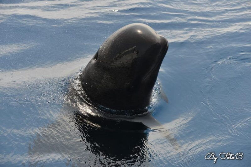 Whale-Watching, Dolphins & Whales From Bandol - Good To Know