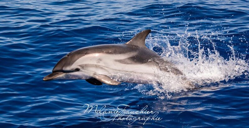 Whale-Watching, Dolphins & Whales From Bandol - Pricing and Duration