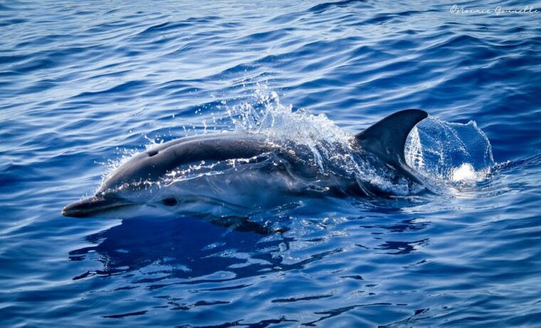 Whale-Watching, Dolphins & Whales From Bandol - Important Guidelines for Tour Participants