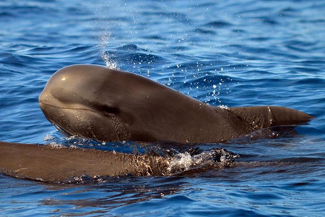 Whale Watching Eco-Adventure From Costa Adeje - Cancellation Policy