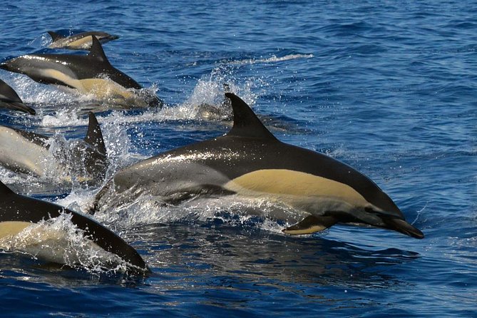 Whale Watching Eco-Adventure From Costa Adeje - Positive Reviews