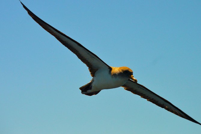 Whale Watching Eco-Adventure From Costa Adeje - Helpful and Educational Experience