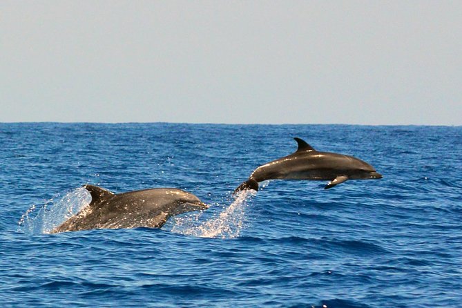 Whale Watching Eco-Adventure From Costa Adeje - Varied Sightings