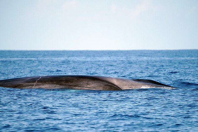 Whale Watching Eco-Adventure From Costa Adeje - Sustainable Approach