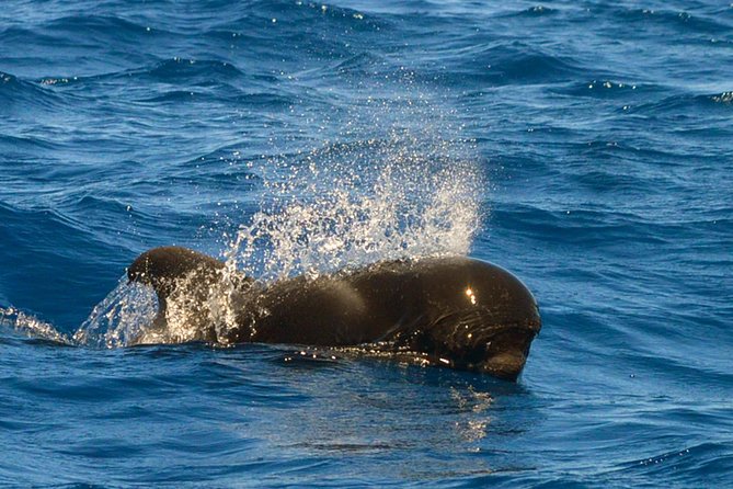 Whale Watching Eco-Adventure From Costa Adeje - Common Questions