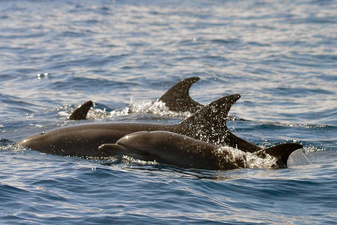 Whale Watching Eco-Adventure From Costa Adeje - The Sum Up