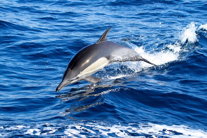 Whale Watching Excursion in Dana Point - Overview and Experience