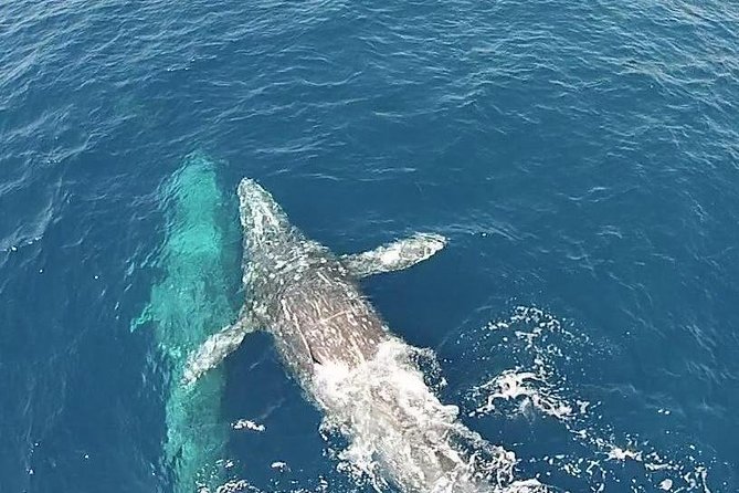 Whale Watching Excursion in Dana Point - Inclusions and Services