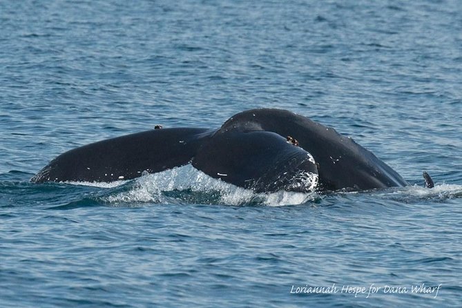 Whale Watching Excursion in Dana Point - Additional Information and Policies