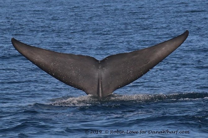 Whale Watching Excursion in Dana Point - Cancellation Policy, Traveler Photos, and Reviews