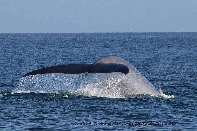 Whale Watching Excursion in Dana Point - Common Questions