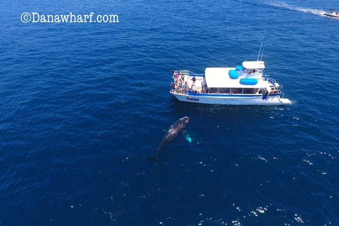 Whale Watching Excursion in Dana Point - The Sum Up