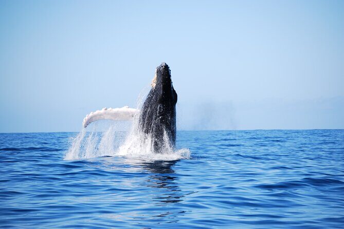 Whale Watching Expedition on Kauai - The Sum Up