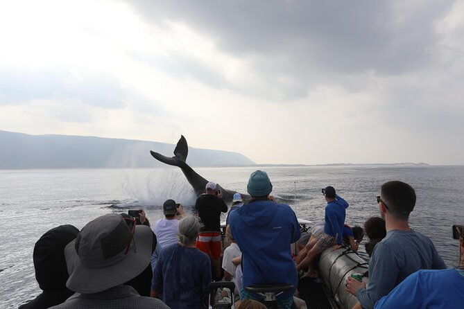 Whale Watching Expedition on Kauai - The Experience: What This Whale Watching Tour Offers