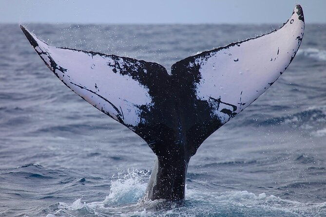Whale Watching Expedition on Kauai - The Breakdown of the Itinerary