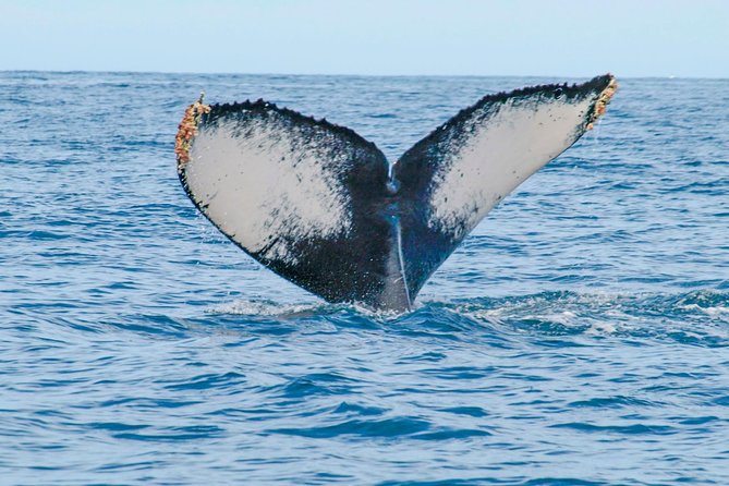 Whale Watching Experience - Conservation Fee