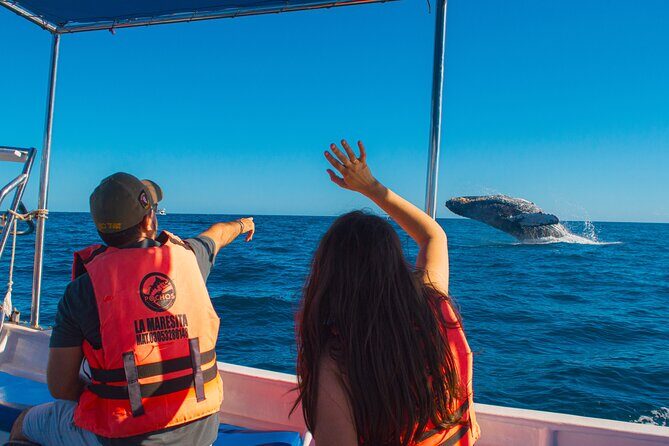 Whale Watching Experience in Cabo San Lucas 2 hours - Good To Know