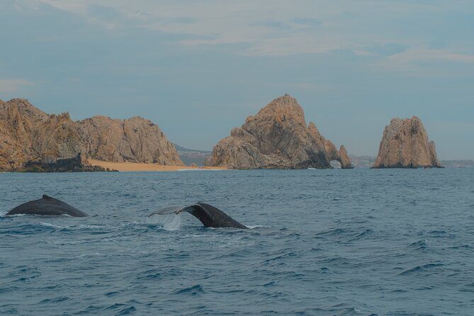 Whale Watching Experience in Cabo San Lucas 2 hours - A Closer Look at the Whale Watching Tour