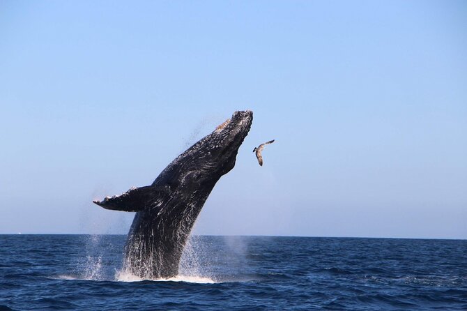 Whale Watching Experience in Cabo San Lucas - Best Time for Whale Watching