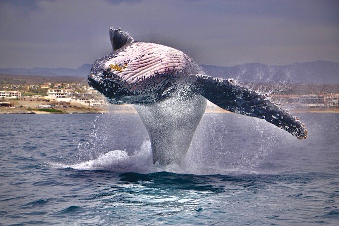 Whale Watching Experience in Cabo San Lucas - Top Whale Watching Spots in Cabo San Lucas