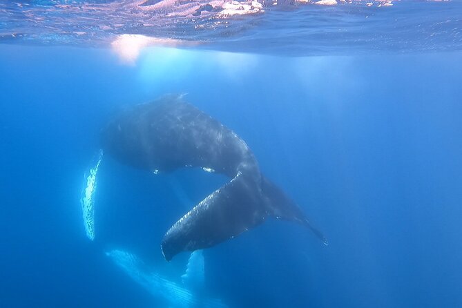 Whale Watching Experience in Cabo San Lucas - Tips for a Memorable Whale Watching Experience