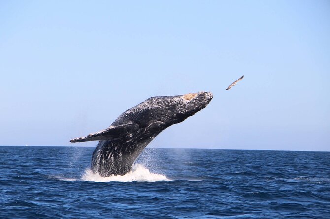 Whale Watching Experience in Cabo San Lucas - Important Information for Whale Watching in Cabo San Lucas
