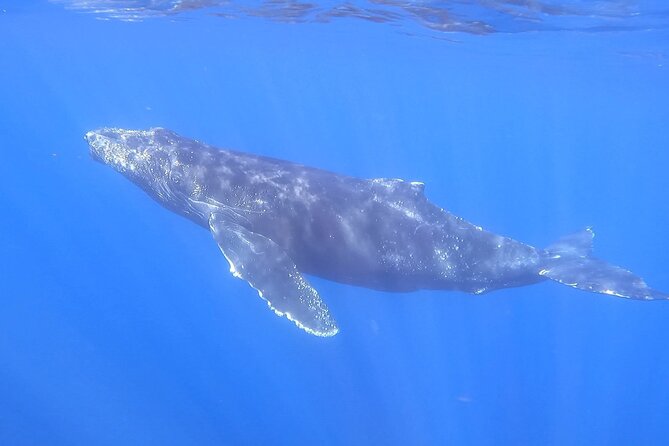 Whale Watching Experience in Cabo San Lucas - Common Questions