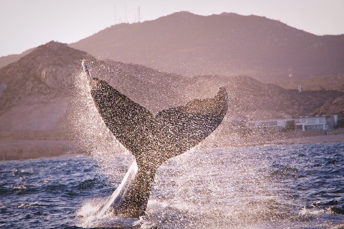 Whale Watching Experience in Cabo San Lucas - The Sum Up