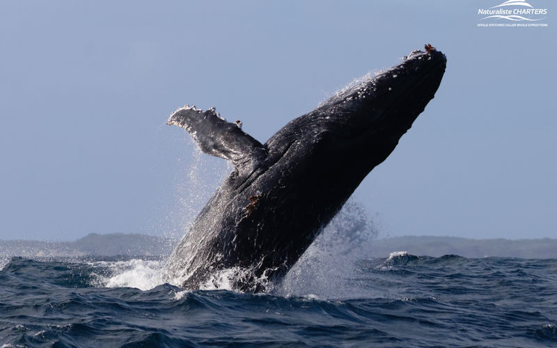Whale Watching Experience in Dunsborough - Setting out from Dunsborough