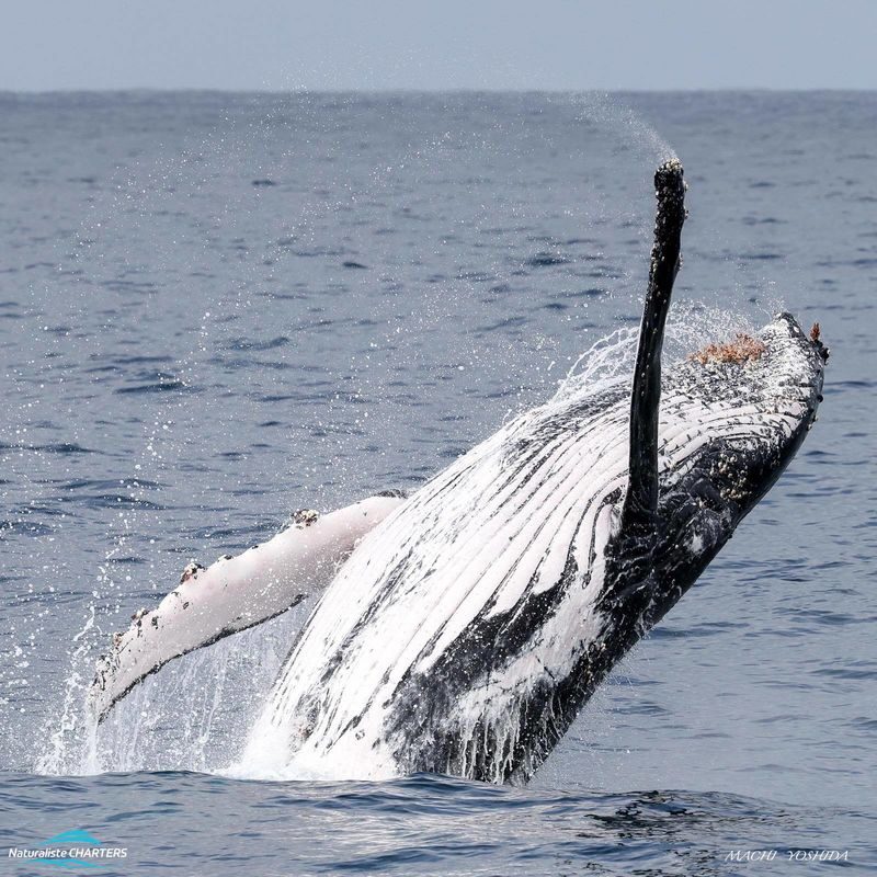 Whale Watching Experience in Dunsborough - What the crew adds to the trip