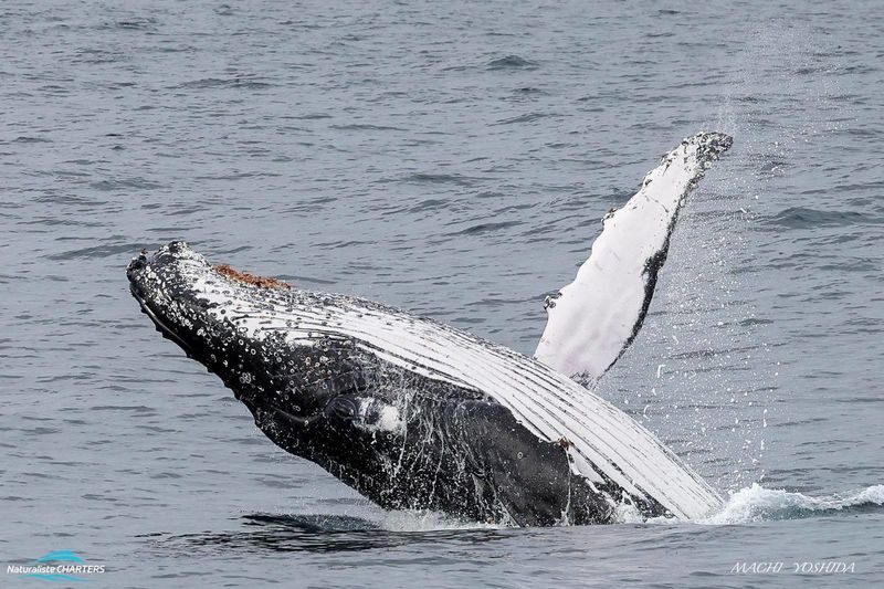 Whale Watching Experience in Dunsborough - Life aboard the Alison Maree