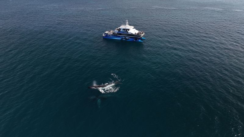 Whale Watching Experience in Dunsborough - How long it takes, and what happens if whales stay away