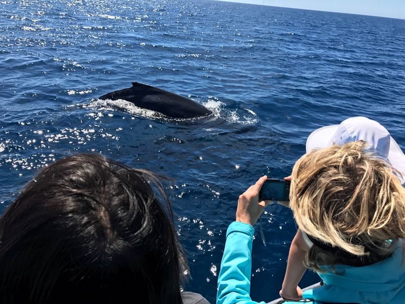 Whale Watching Experience in Dunsborough - Is the price worth it?