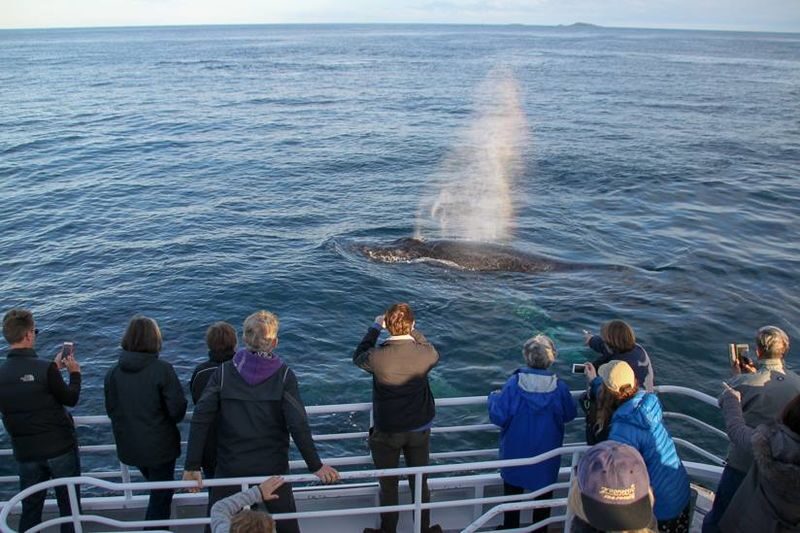 Whale Watching Experience in Dunsborough - Who should book this cruise?