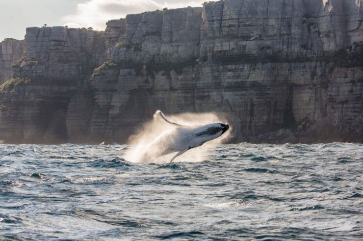 Whale Watching Explorer Cruise - Experience and Highlights