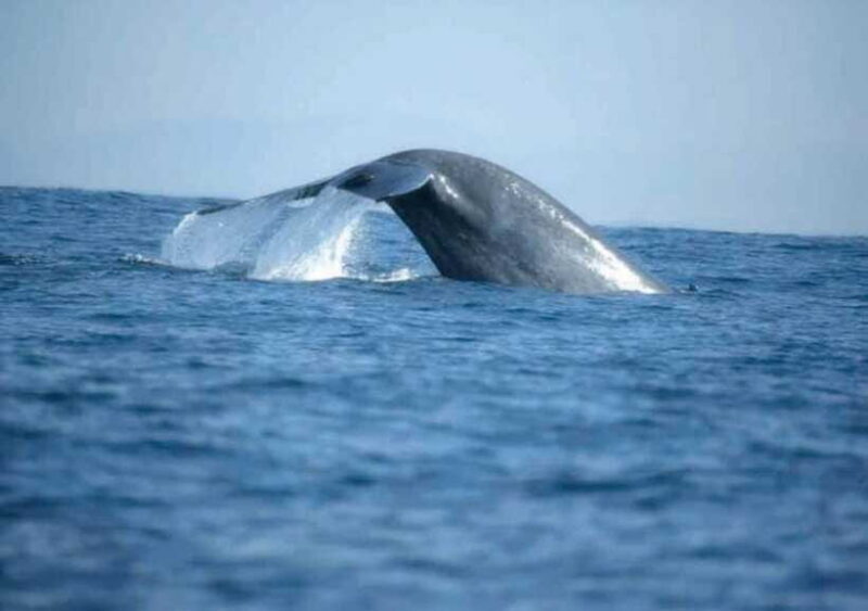 Whale Watching from Ahangama - Who Will Love This Tour?