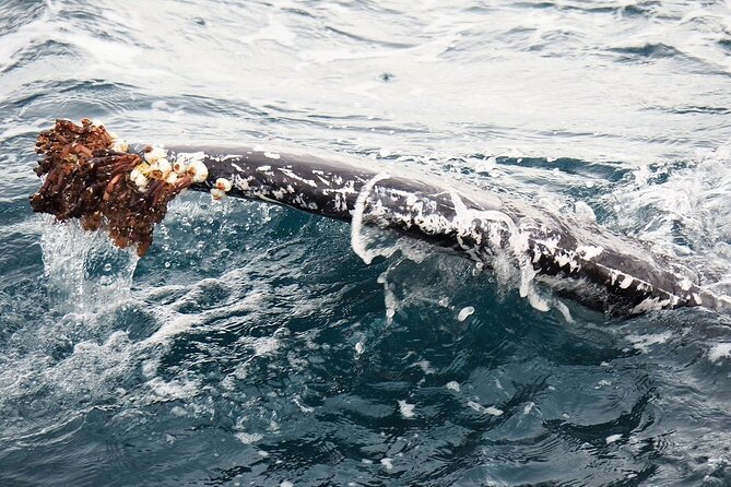 Whale Watching From Augusta in Western Australia - Common Questions