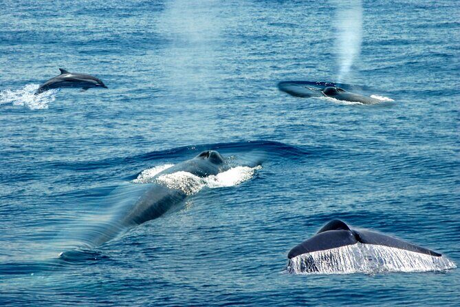 Whale Watching from Beruwala on Shared Boat - Detailed Review